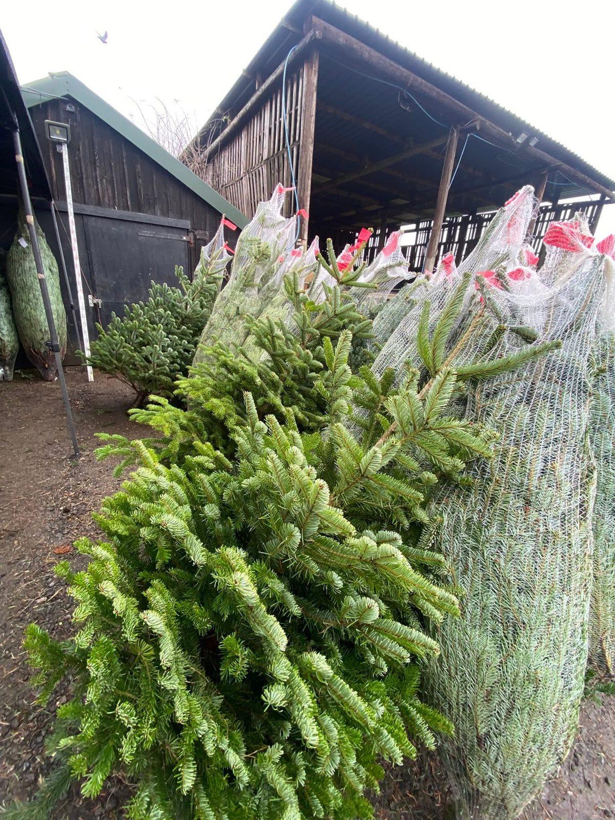 Trees at Street Croft Farm, Herriard